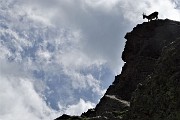 52 Sentinelle rampanti sulle rocce del Pizzo Paradiso